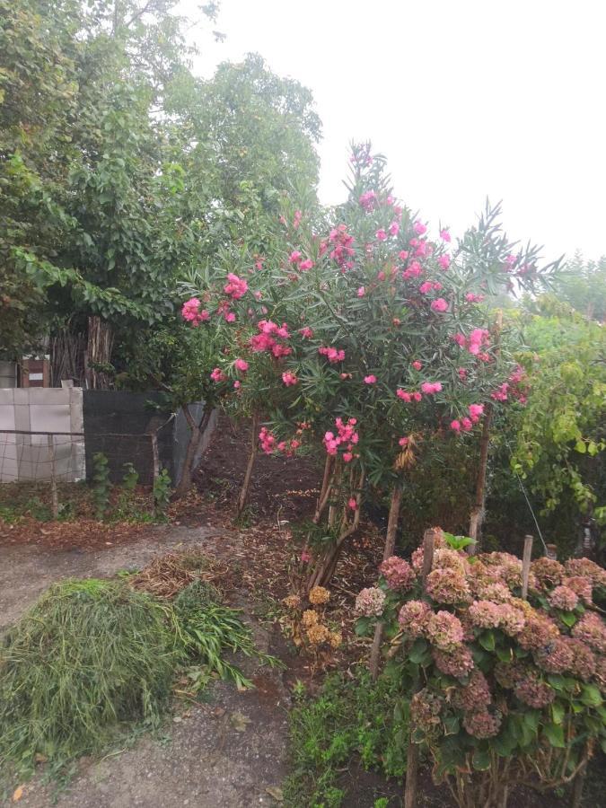 Calabria Collina Di Scilla Casale Ostello1800 Self Service Giardino Stanze E Per Famiglie Coppie E Single Pzza S Gaetano 16
